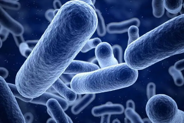 Bacteria Improve Septic Tank