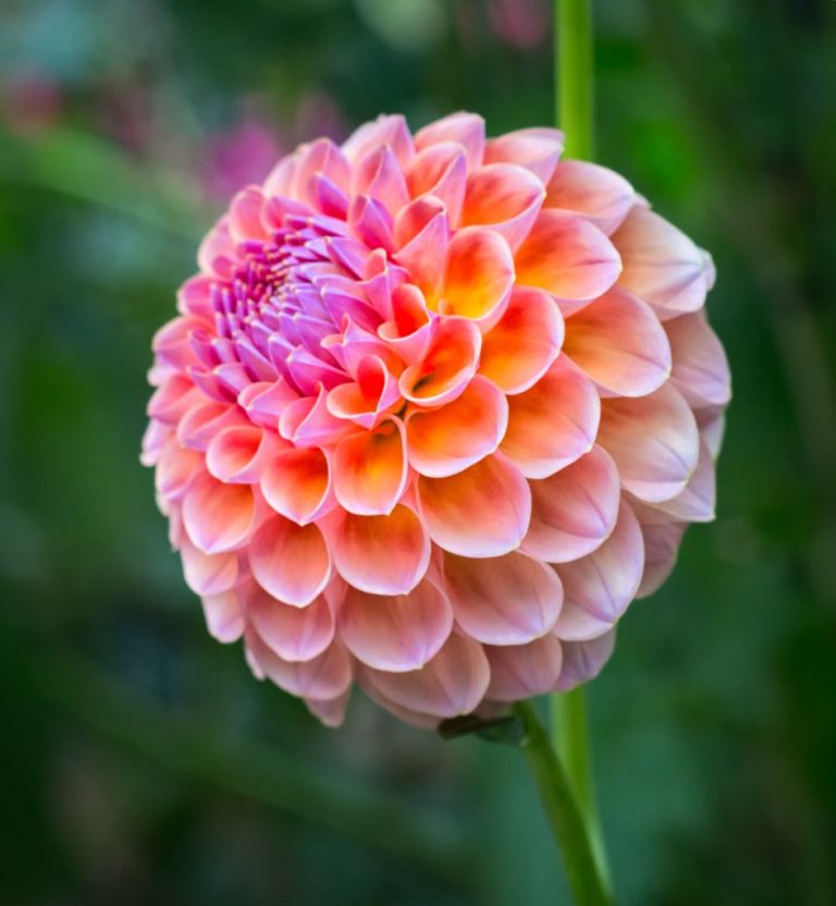 Interesting Facts and Properties of Dahlias for the Home Landscape